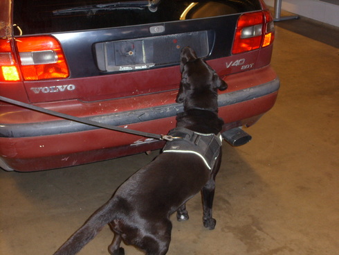 Sökhund
